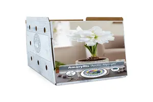 Amaryllis (Hippeastrum) Arctic Nymph | 10 pce - image 2