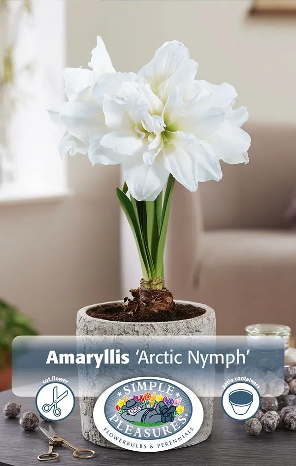 Amaryllis (Hippeastrum) Arctic Nymph | 10 pcs - De Vroomen US