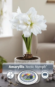Amaryllis (Hippeastrum) Arctic Nymph | 10 pce - image 3