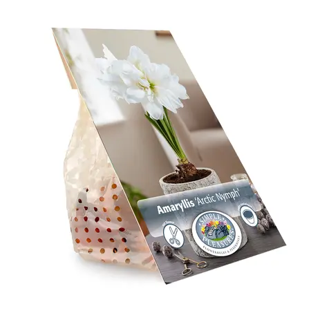 Amaryllis (Hippeastrum) Arctic Nymph | 10 pce - image 3