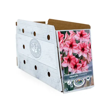 Amaryllis (Hippeastrum) Charisma | 10 pce - image 2
