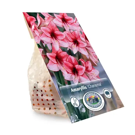 Amaryllis (Hippeastrum) Charisma | 10 pce - image 3