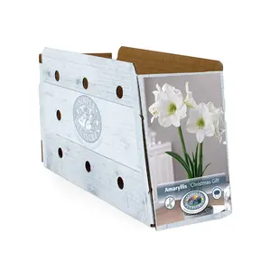 Amaryllis (Hippeastrum) Christmas Gift | 10 pce - image 2