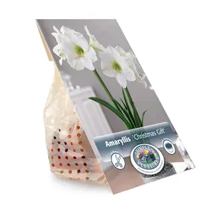 Amaryllis (Hippeastrum) Christmas Gift | 10 pce - image 3