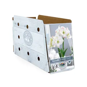 Amaryllis (Hippeastrum) double Amadeus Candy | 10 pce - image 2