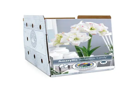 Amaryllis (Hippeastrum) double Amadeus Candy | 10 pce - image 2