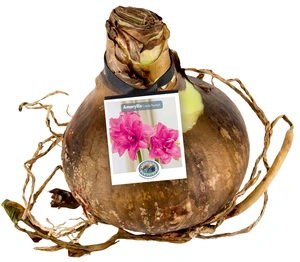 Amaryllis (Hippeastrum) double Candy Nymph | 10 pce - image 2