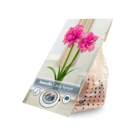 Amaryllis (Hippeastrum) double Candy Nymph | 10 pce - image 3