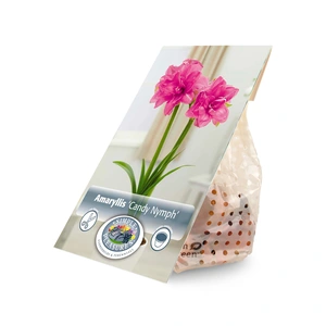 Amaryllis (Hippeastrum) double Candy Nymph | 10 pce - image 3