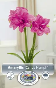 Amaryllis (Hippeastrum) double Candy Nymph | 10 pce