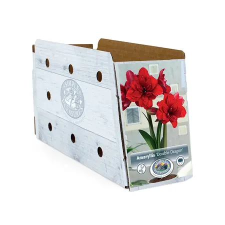 Amaryllis (Hippeastrum) double Dragon | 10 pce - image 2