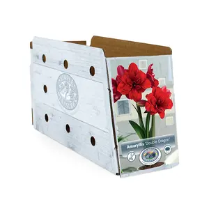 Amaryllis (Hippeastrum) double Dragon | 10 pce - image 2