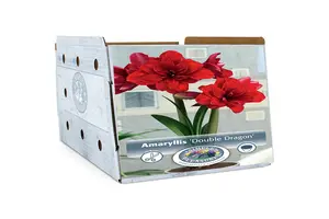 Amaryllis (Hippeastrum) double Dragon | 10 pce - image 2