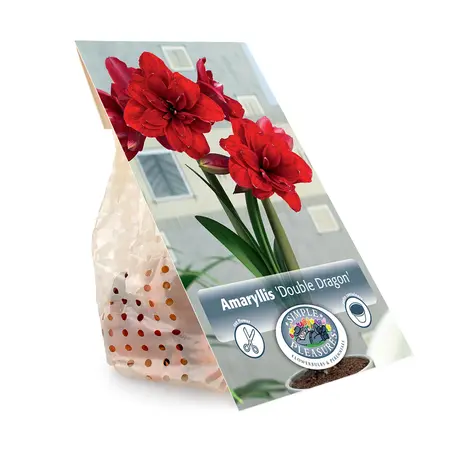 Amaryllis (Hippeastrum) double Dragon | 10 pce - image 3
