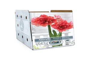 Amaryllis (Hippeastrum) double Dream | 10 pce - image 2