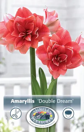 Amaryllis (Hippeastrum) double Dream | 10 pce - image 1