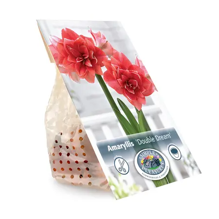 Amaryllis (Hippeastrum) double Dream | 10 pce - image 2