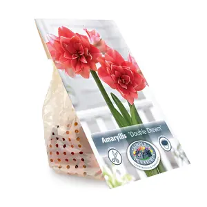 Amaryllis (Hippeastrum) double Dream | 10 pce - image 2