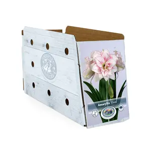 Amaryllis (Hippeastrum) Double Elvas | 10 pce - image 2