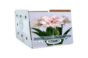 Amaryllis (Hippeastrum) Double Elvas | 10 pcs - image 2