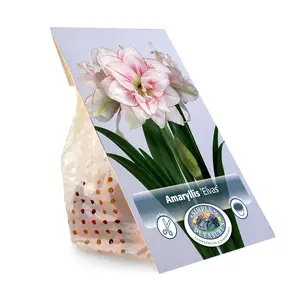 Amaryllis (Hippeastrum) Double Elvas | 10 pce - image 3