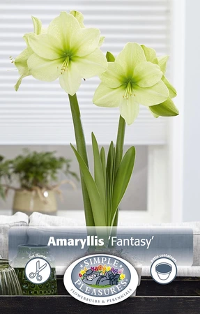 Amaryllis (Hippeastrum) Fantasy | 10 pce - image 2