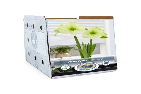 Amaryllis (Hippeastrum) Fantasy | 12 pce - image 2