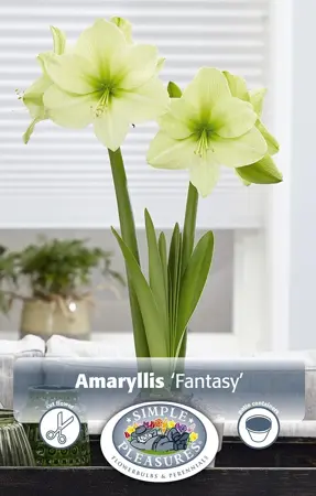 Amaryllis (Hippeastrum) Fantasy | 12 pce - image 1
