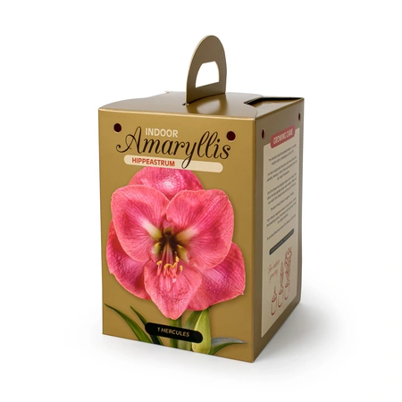 Amaryllis (Hippeastrum) Hercules | 8 pcs