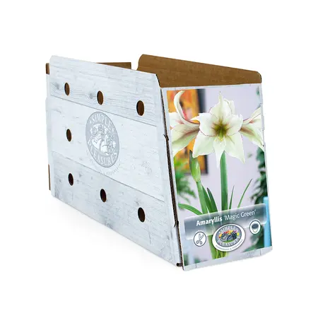 Amaryllis (Hippeastrum) Magic Green | 10 pcs - image 2