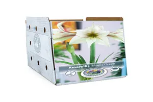 Amaryllis (Hippeastrum) Magic Green | 10 pce - image 2