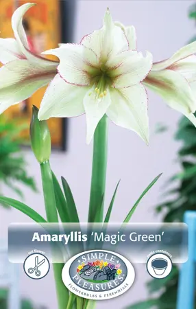 Amaryllis (Hippeastrum) Magic Green | 10 pce - image 1