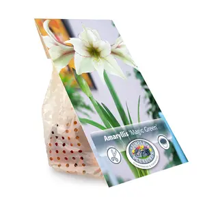 Amaryllis (Hippeastrum) Magic Green | 10 pcs - image 3