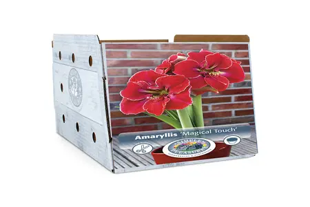 Amaryllis (Hippeastrum) Magical Touch | 10 pce - image 2