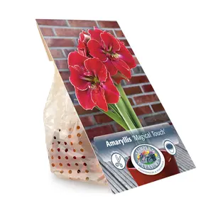 Amaryllis (Hippeastrum) Magical Touch | 10 pce - image 3