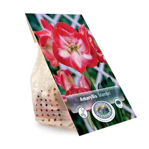 Amaryllis (Hippeastrum) Mambo (Minerva) | 10 pce - image 3