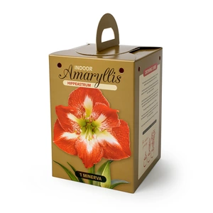 Amaryllis (Hippeastrum) Minerva | 8 pcs