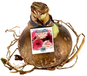 Amaryllis (Hippeastrum) mixed | 12 pce - image 2