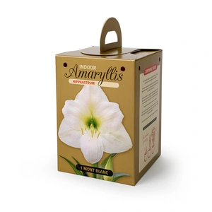 Amaryllis (Hippeastrum) Mont Blanc | 8 pcs