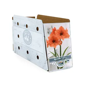 Amaryllis (Hippeastrum) Naranja | 10 pce - image 2