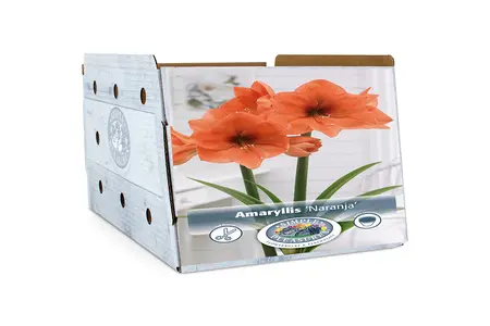 Amaryllis (Hippeastrum) Naranja | 10 pce - image 2
