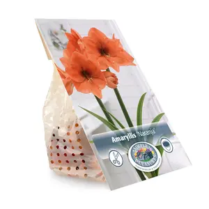 Amaryllis (Hippeastrum) Naranja | 10 pce - image 3