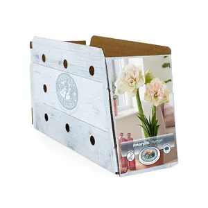Amaryllis (Hippeastrum) Nymph | 10 pce - image 2