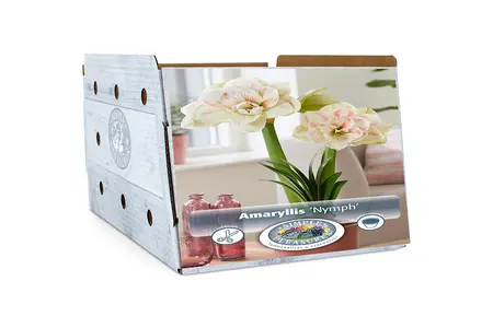 Amaryllis (Hippeastrum) Nymph | 10 pce - image 2