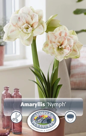 Amaryllis (Hippeastrum) Nymph | 10 pce - image 3