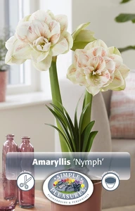 Amaryllis (Hippeastrum) Nymph | 10 pce - image 3