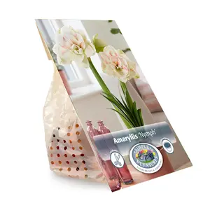 Amaryllis (Hippeastrum) Nymph | 10 pce - image 3