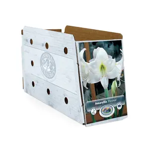 Amaryllis (Hippeastrum) Picotee | 10 pce - image 2