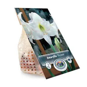 Amaryllis (Hippeastrum) Picotee | 10 pce - image 3