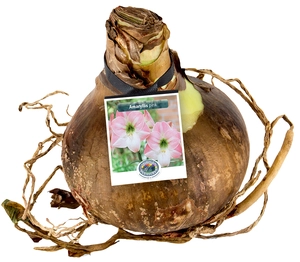 Amaryllis (Hippeastrum) Pink | 12 pce - image 2